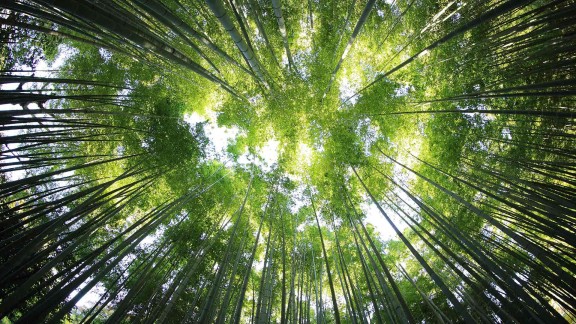 揭秘:神秘老域名背后的网站建站历史和绝密反链!